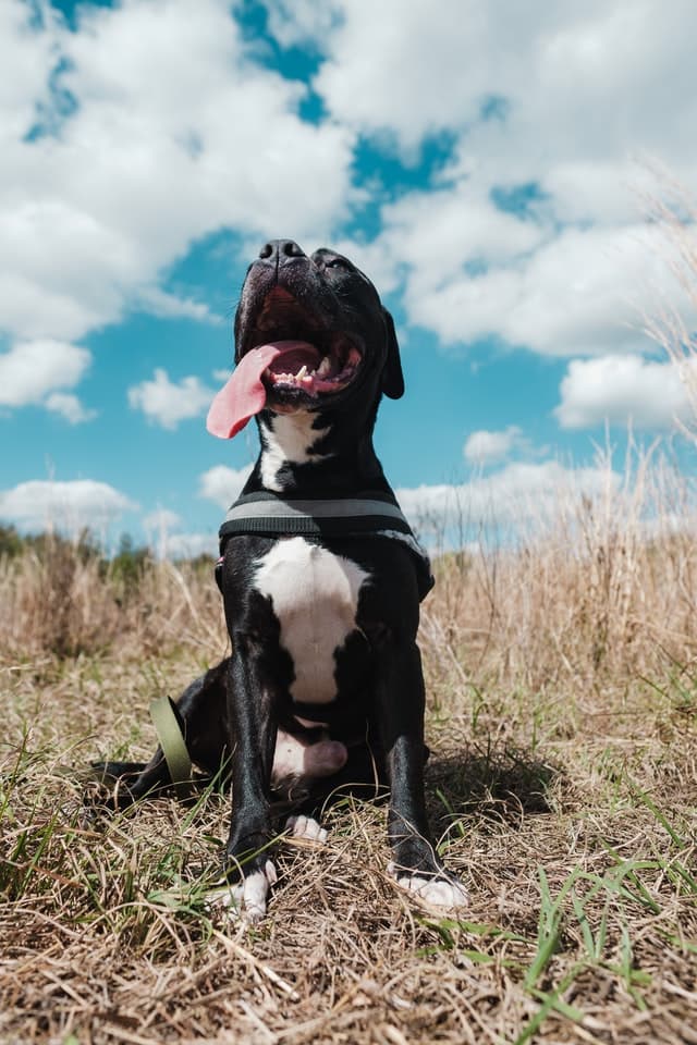 Happy dog looking up at the sky